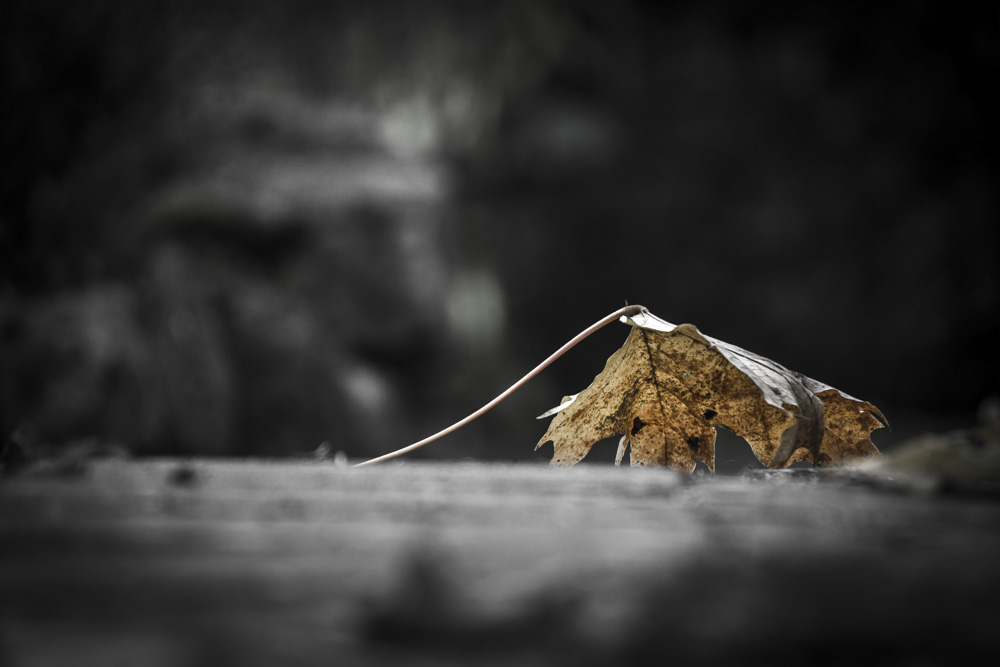 Platz 9 Harald Unglert